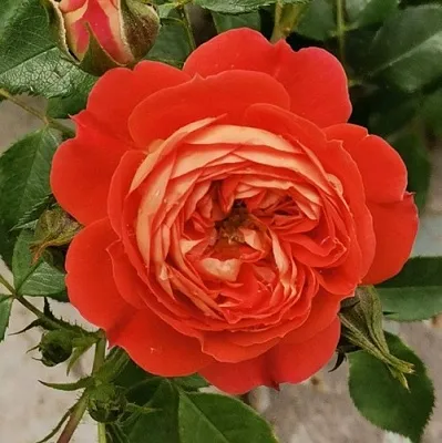 Саженцы роз СТАРЛЕТ РОУЗ КАРМЕН плетистая  Саженцы роз СТАРЛЕТ РОУЗ КАРМЕН плетистая в Красногорске