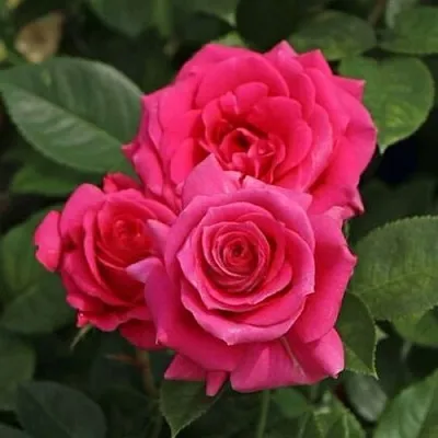 Саженцы роз ЛАВ ЛЕТТЕР флорибунда  Саженцы роз ЛАВ ЛЕТТЕР флорибунда в Красногорске