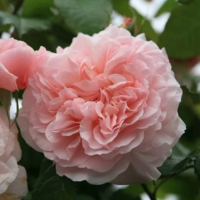 Саженцы роз РОЗ ДЕ ТОЛБИАК плетистая  Саженцы роз РОЗ ДЕ ТОЛБИАК плетистая в Красногорске