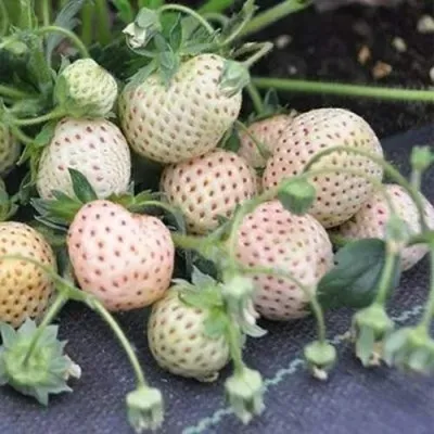 Клубника АНАНАСА ремонтантная в Красногорске