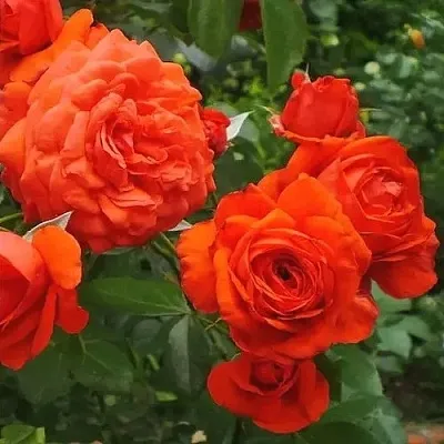 Саженцы роз МАЙНТАУЭР плетистая  Саженцы роз МАЙНТАУЭР плетистая в Красногорске