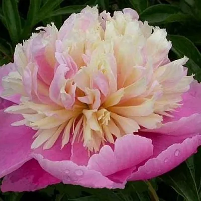 Пион ВЕСЕННЯЯ ПАЛИТРА травянистый  Пион ВЕСЕННЯЯ ПАЛИТРА травянистый в Красногорске