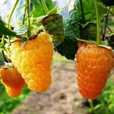 Малина ОРАНЖЕВОЕ ЧУДО  Малина ОРАНЖЕВОЕ ЧУДО в Красногорске