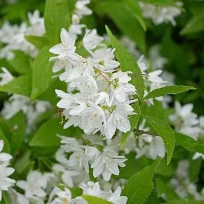 Дейция шершавая в Красногорске