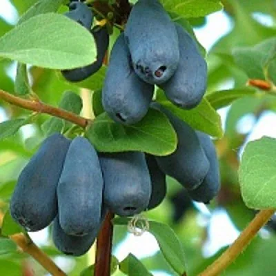 Жимолость съедобная ЮГАНА  Жимолость съедобная ЮГАНА в Красногорске