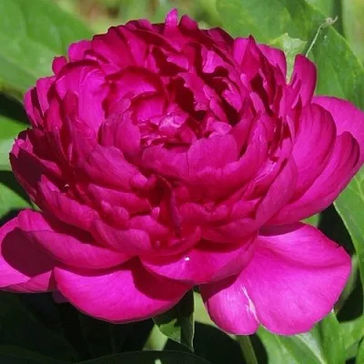 Пион БАРХАТ НОЧИ травянистый  Пион БАРХАТ НОЧИ травянистый в Красногорске