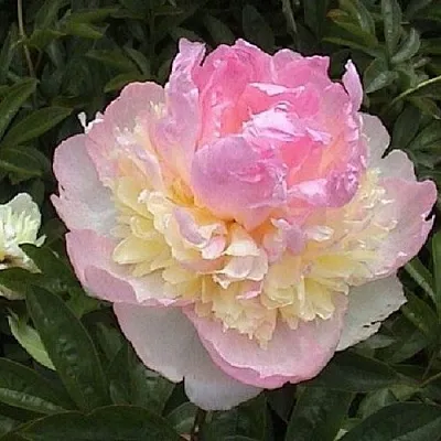 Пион РАСБЕРРИ САНДЕЙ травянистый  Пион РАСБЕРРИ САНДЕЙ травянистый в Красногорске