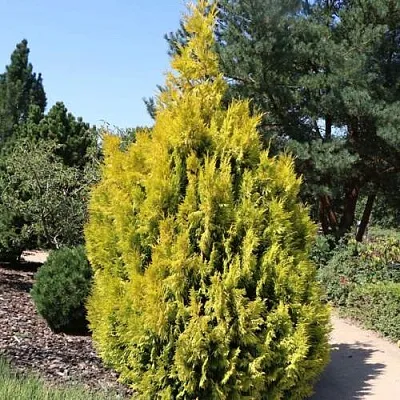 Туя СТОУНХАМ ГОЛД складчатая в Красногорске