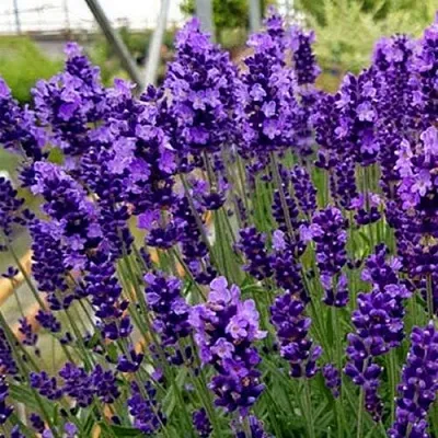 Лаванда ХИДКОТ БЛЮ узколистная в Красногорске