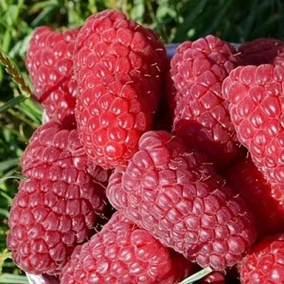 Малина САМОСВАЛ в Красногорске