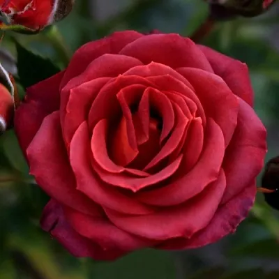 Саженцы роз ЧОКОЧИНО спрей  Саженцы роз ЧОКОЧИНО спрей в Красногорске