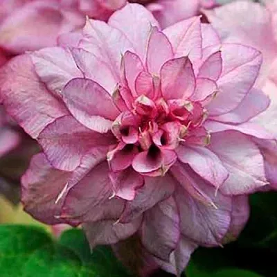 Клематис ИННОСЕНТ ГЛАНС в Красногорске