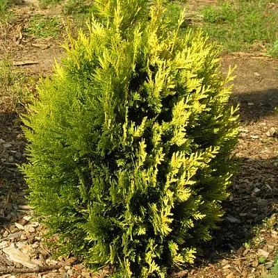 Туя КОППЕР ГОЛД западная в Красногорске