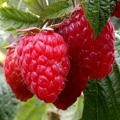 Малина КВЕЛЛИ в Красногорске