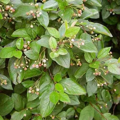 Кизильник блестящий — описание сорта Кизильник блестящий в Красногорске