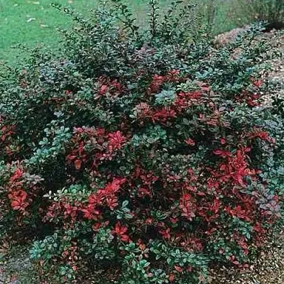 Барбарис РЕД ДЖЕВЕЛ средний   Барбарис РЕД ДЖЕВЕЛ средний  в Красногорске