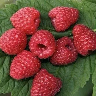 Малина ЗЮГАНА  Малина ЗЮГАНА в Красногорске