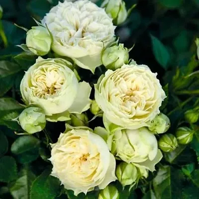 Саженцы роз БЛАНШЕТТ спрей  Саженцы роз БЛАНШЕТТ спрей в Красногорске