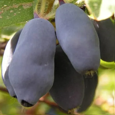 Жимолость съедобная КРУПНОПЛОДНАЯ  Жимолость съедобная КРУПНОПЛОДНАЯ в Красногорске