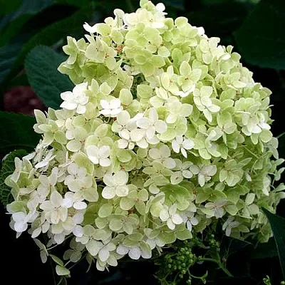 Гортензия СТЕРИЛИС древовидная  в Красногорске