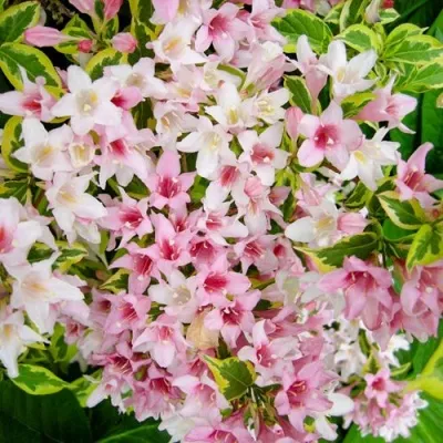 Вейгела САННИ ПРИНЦЕСС — описание сорта Вейгела САННИ ПРИНЦЕСС в Красногорске