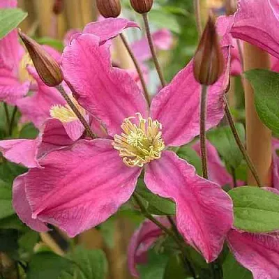 Клематис ИНСПИРЕЙШН ЗОЙН в Красногорске