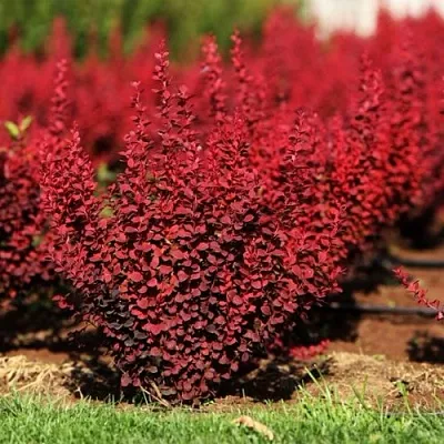 Барбарис ОРАНЖ РОКЕТ тунберга  Барбарис ОРАНЖ РОКЕТ тунберга в Красногорске