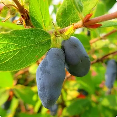 Жимолость съедобная БОРЕАЛ БЛИЗЗАРД (СЕВЕРНАЯ МЕТЕЛЬ)  Жимолость съедобная БОРЕАЛ БЛИЗЗАРД (СЕВЕРНАЯ МЕТЕЛЬ) в Красногорске