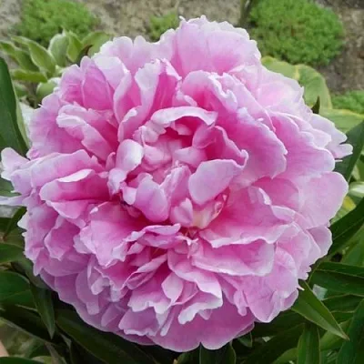 Пион РИМ травянистый  Пион РИМ травянистый в Красногорске