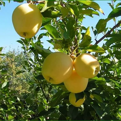 Яблоня ГОЛДЕН МИЛЛЕНИУМ  Яблоня ГОЛДЕН МИЛЛЕНИУМ в Красногорске