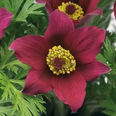 Прострел ПИНВИЛ РЕД ШЕЙДЕС в Красногорске