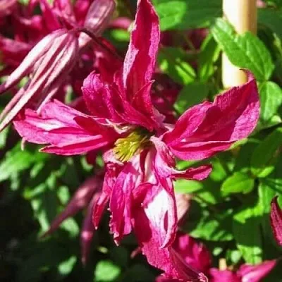 Клематис РОЗАЛИН в Красногорске