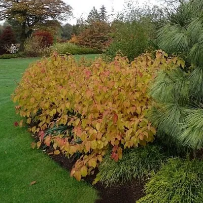 Дерен  АННА ВИНТЕР ОРАНЖ кроваво-красный   в Красногорске