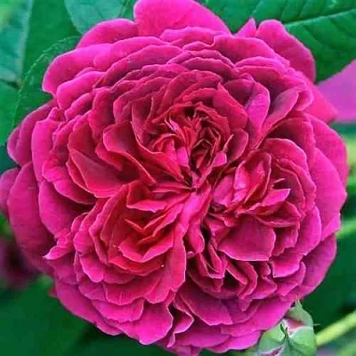 Саженцы роз ВИЛЬЯМ ШЕКСПИР английская  Саженцы роз ВИЛЬЯМ ШЕКСПИР английская в Красногорске