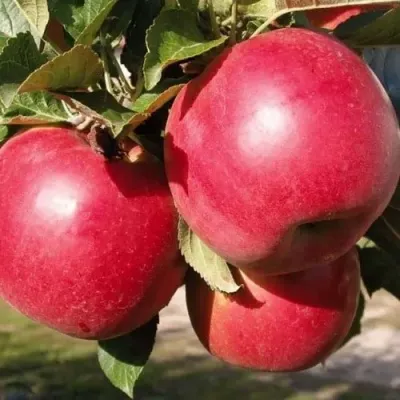 Яблоня РУБИН в Красногорске