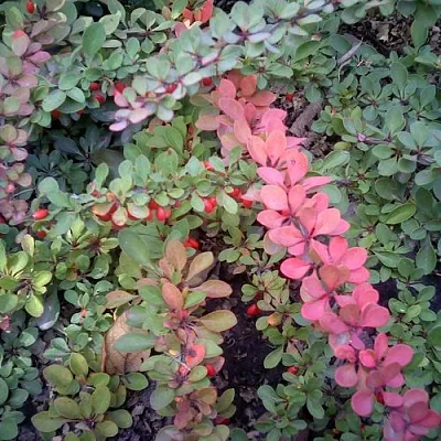 Барбарис ГРИН КАРПЕТ тунберга  Барбарис ГРИН КАРПЕТ тунберга в Красногорске