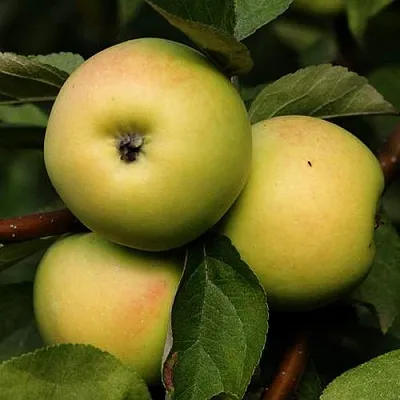 Яблоня ДАНИЛА  Яблоня ДАНИЛА в Красногорске