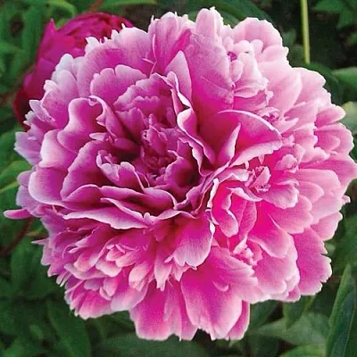 Пион ПУРПУРНАЯ ФЕЕРИЯ травянистый  Пион ПУРПУРНАЯ ФЕЕРИЯ травянистый в Красногорске