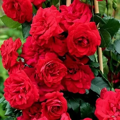 Саженцы роз АМАДЕУС плетистая  Саженцы роз АМАДЕУС плетистая в Красногорске