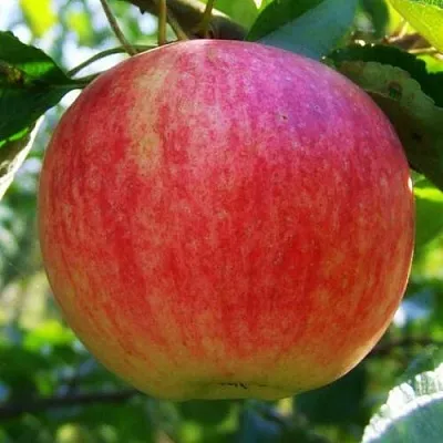 Яблоня ШТРИФЕЛЬ  Яблоня Штрифель (Штрейфлинг или Осеннее полосатое) в Красногорске