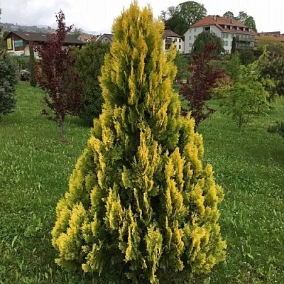 Туя ЕЛЛОУ РИББОН западная в Красногорске