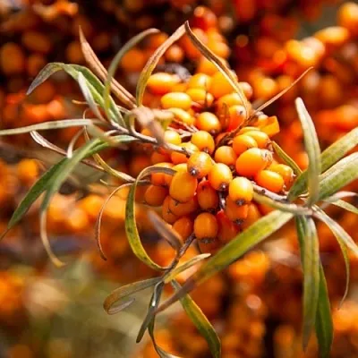 Облепиха ФИНСКАЯ в Красногорске