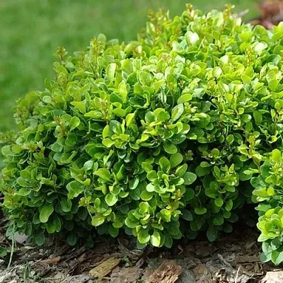 Барбарис КОБОЛЬД тунберга  Барбарис КОБОЛЬД тунберга в Красногорске