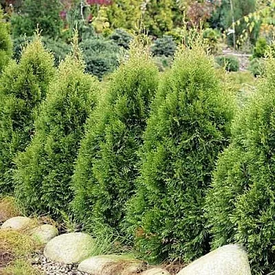 Туя СМАРАГД ВИТБОНТ западная в Красногорске