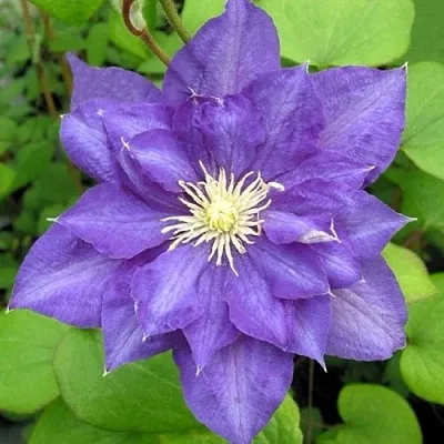 Клематис БЬЮТИ ОФ ВОЧЕСТЕР в Красногорске