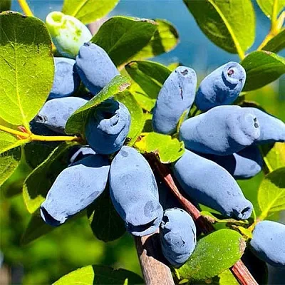 Жимолость съедобная АВРОРА  Жимолость съедобная АВРОРА в Красногорске