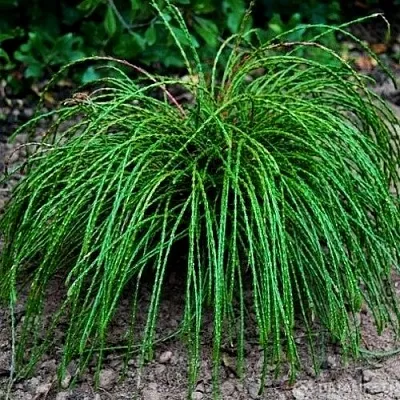 Туя ВИПКОРД складчатая в Красногорске