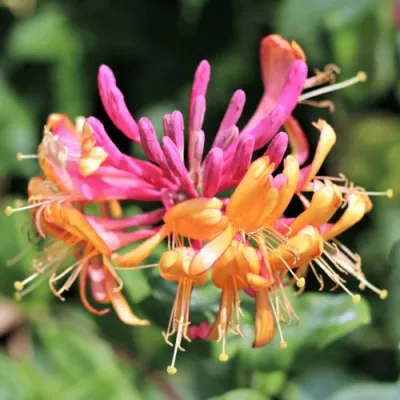 Жимолость ГЕКРОТА в Красногорске