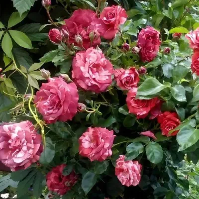Саженцы роз БРАУНИ плетистая — описание сорта Саженцы роз БРАУНИ плетистая в Красногорске