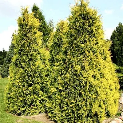 Туя САЛЛАНД западная в Красногорске